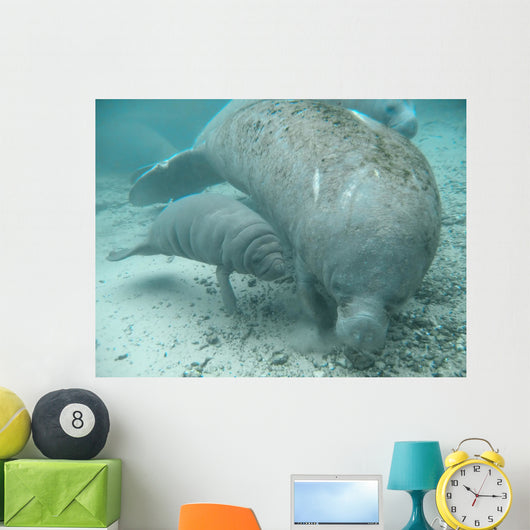 manatee lamantin Wall Mural