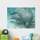 manatee lamantin Wall Mural