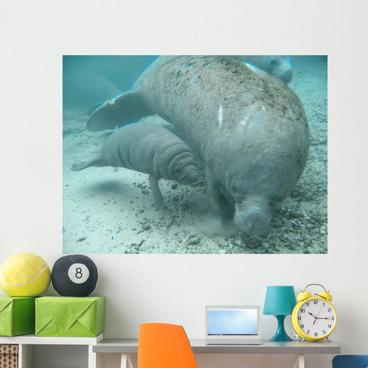 manatee lamantin Wall Mural