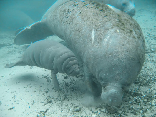 manatee lamantin Wall Mural