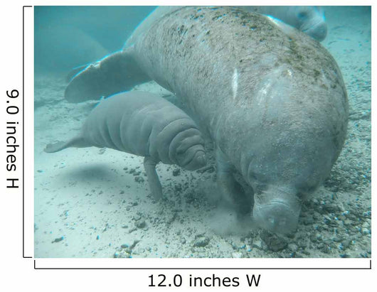 manatee lamantin Wall Mural