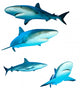 Four Reef Sharks Wall Decal