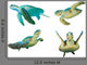 Sea Turtles Green Turtle