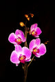 Orchid Wall Mural