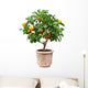 Small Tangerines Tree Wall Decal