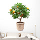 Small Tangerines Tree Wall Decal