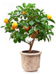 Small Tangerines Tree Wall Decal