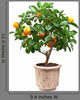 Small Tangerines Tree Wall Decal