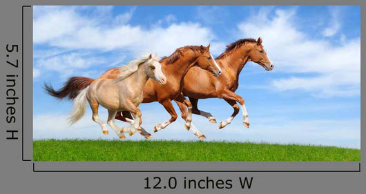 Three Stallions Gallop