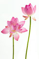 Twain pink water lily flower (lotus) and white background. Wall Decal