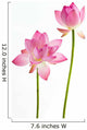 Twain pink water lily flower (lotus) and white background. Wall Decal