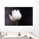 White Lotus Wall Mural