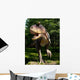 Karnotaur Carnotaurus Sastrei Wall Mural