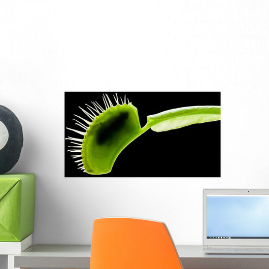 Venus Flytrap Wall Mural