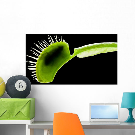 Venus Flytrap Wall Mural