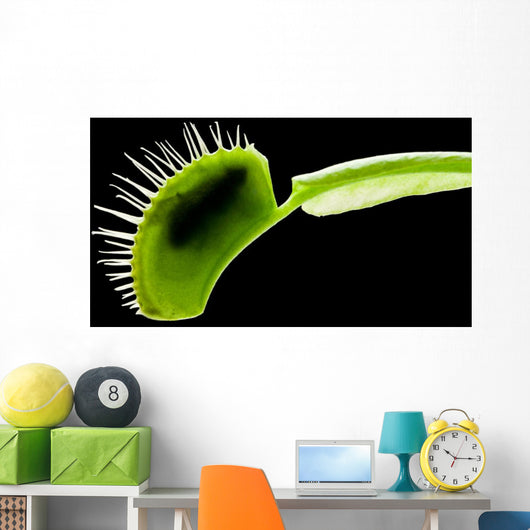 Venus Flytrap Wall Mural