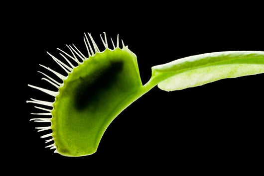 Venus Flytrap Wall Mural