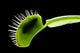 Venus Flytrap Wall Mural