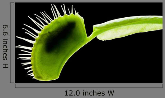 Venus Flytrap Wall Mural