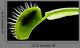 Venus Flytrap Wall Mural