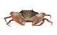 Crab Wall Decal