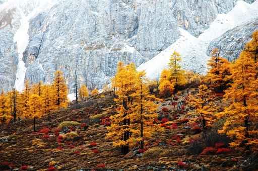 Autumn Mountain Forest Wall Decal