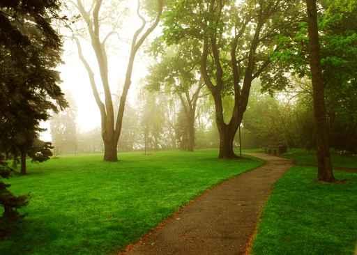 Foggy Park Wall Decal
