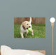 Yellow Lab Puppy Playing With Tennis Ball Wall Mural