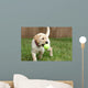 Yellow Lab Puppy Playing With Tennis Ball Wall Mural