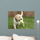 Yellow Lab Puppy Playing With Tennis Ball Wall Mural