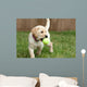 Yellow Lab Puppy Playing With Tennis Ball Wall Mural