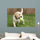 Yellow Lab Puppy Playing With Tennis Ball Wall Mural