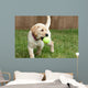 Yellow Lab Puppy Playing With Tennis Ball Wall Mural