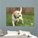 Yellow Lab Puppy Playing With Tennis Ball Wall Mural
