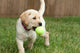 Yellow Lab Puppy Playing With Tennis Ball Wall Mural