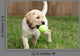 Yellow Lab Puppy Playing With Tennis Ball Wall Mural