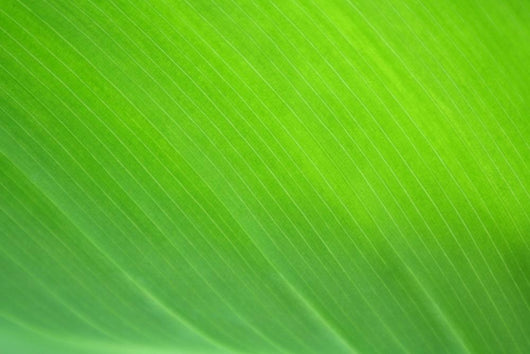 Color Nature