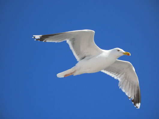 seagull Wall Mural
