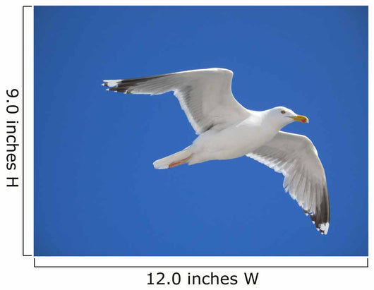 seagull Wall Mural