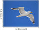 seagull Wall Mural
