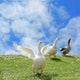 Wild Goose Chase Wall Mural