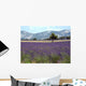 Lavender Field Wall Decal