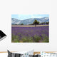 Lavender Field Wall Decal