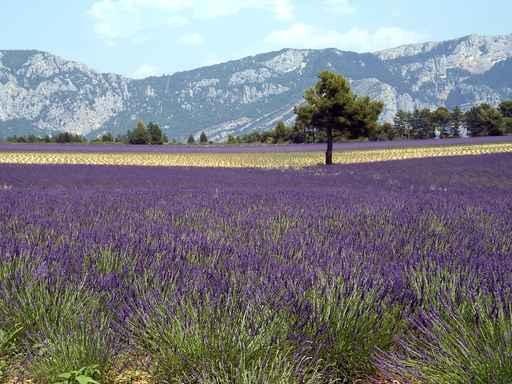 Lavender Field Wall Decal