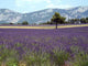 Lavender Field Wall Decal