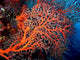 Red Coral Wall Decal