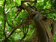 tree Wall Mural