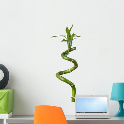 Stem Lucky Bamboo White Wall Decal shown on a wall