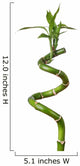 Stem of Lucky Bamboo Isolated on White Background Wall Decal