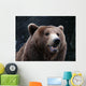 Brown Bear Wall Mural